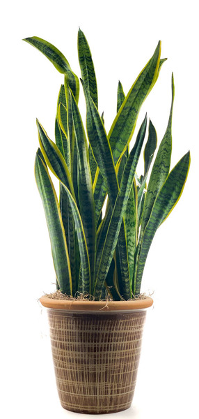 Snake Plant from Sharon Elizabeth's Floral Designs in Berlin, CT