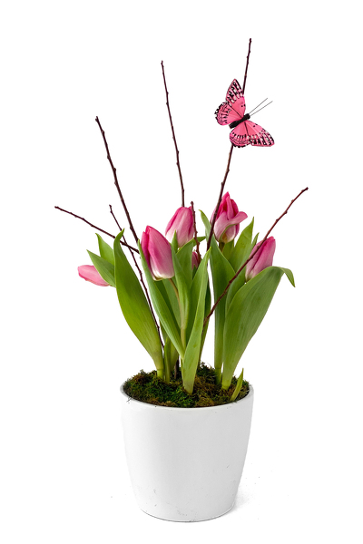 Tulip Plant from Sharon Elizabeth's Floral Designs in Berlin, CT