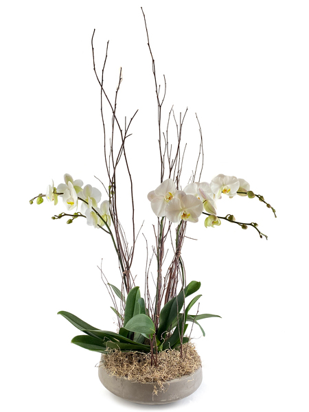 Triple White Phalaenopsis Orchid from Sharon Elizabeth's Floral Designs in Berlin, CT