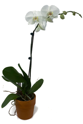 Single White Phalaenopsis Orchid