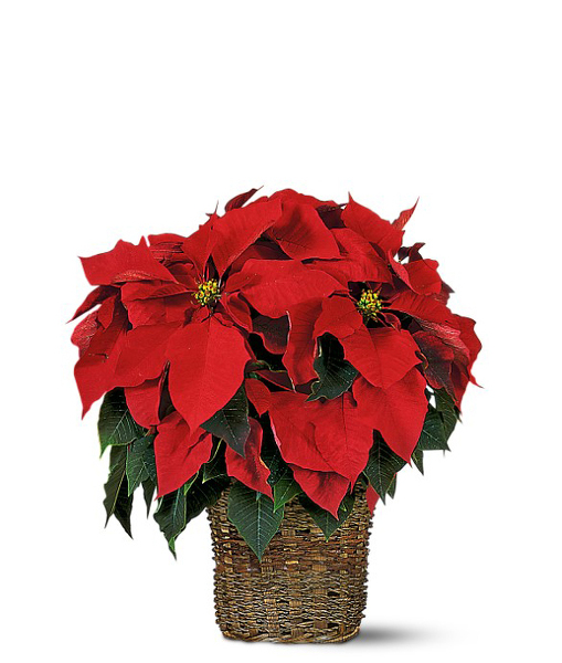 Red Poinsettia from Sharon Elizabeth's Floral Designs in Berlin, CT
